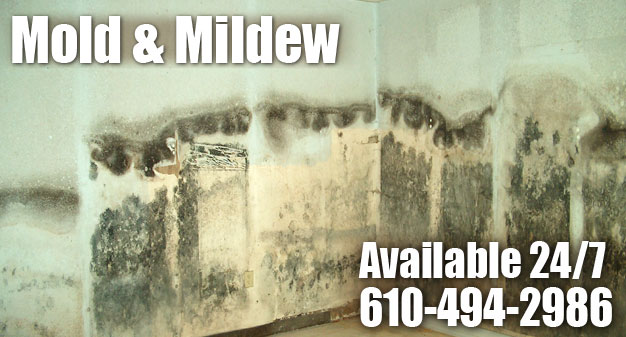 Mold & Mildew