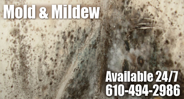 Mold & Mildew
